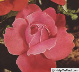 'Violonista Costa' rose photo