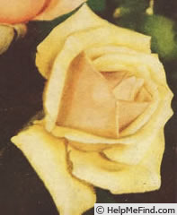 'Luis Brinas' rose photo