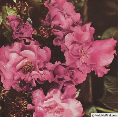 'Van Nes' rose photo