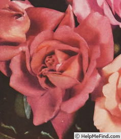 'Ville de Saverne' rose, click to enlarge 'Ville de Saverne' rose photo