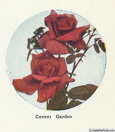 'Covent Garden (hybrid tea, Cant 1919)' rose photo