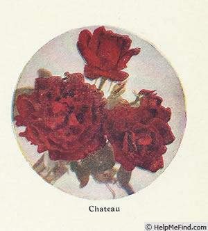 'Château' rose photo