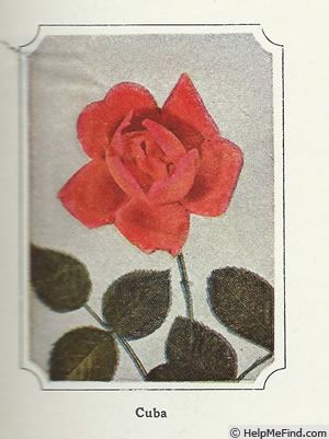 'Cuba (pernetiana, Pernet-Ducher 1926)' rose photo