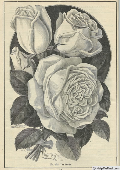 'The Bride (tea, May, 1885)' rose photo