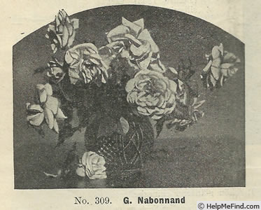 'G. Nabonnand (Tea, Nabonnand, 1888)' rose photo