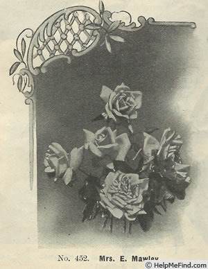 'Mrs. Edward Mawley' rose photo