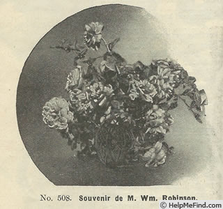 'Souvenir de William Robinson' rose photo