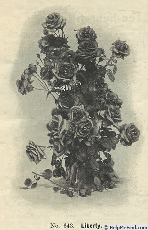 'Liberty (hybrid tea, Dickson 1898)' rose photo