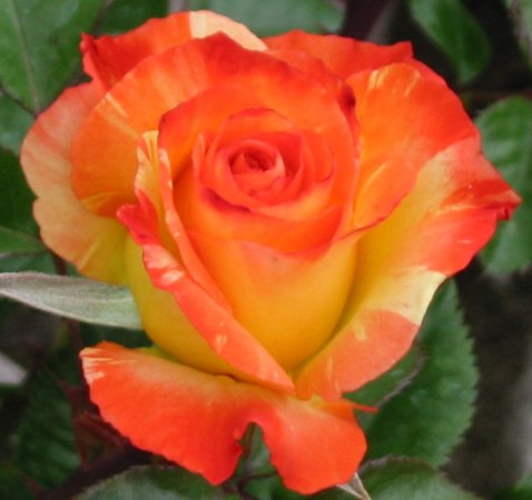 'Chihuly ®' rose photo