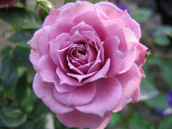 'Bluesette ®' rose photo