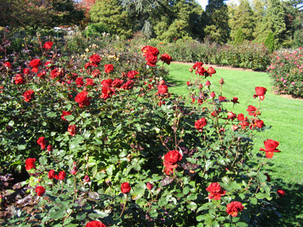 'Spring Hill's Red Freedom®' rose photo