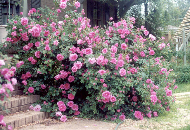 'Carefree Beauty' rose photo