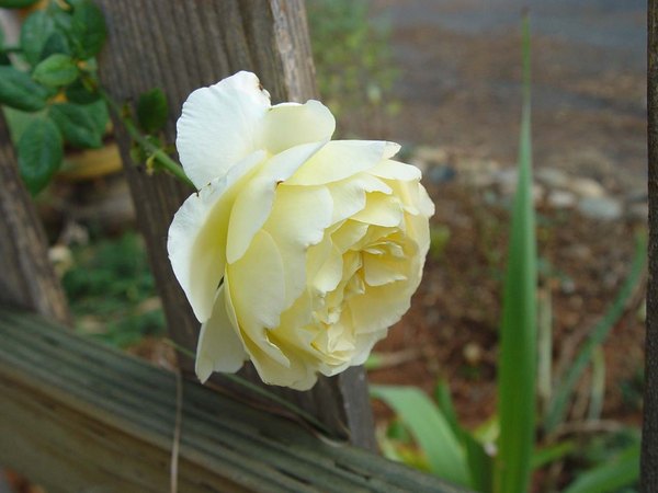 'Royal America' rose photo
