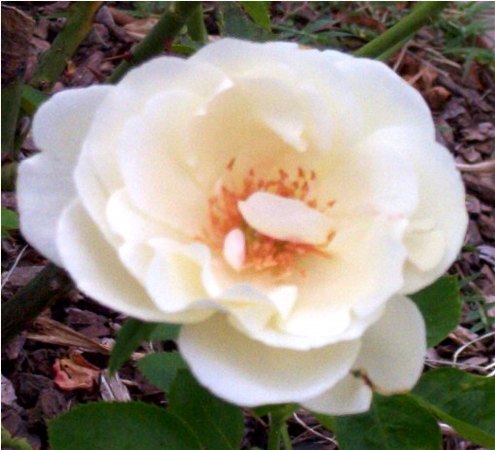 'Home and Family ™' rose photo