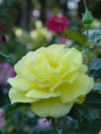 'Sunsprite (floribunda, Kordes 1973)' rose photo