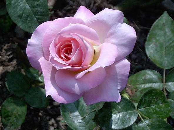 'Elle ® (hybrid tea, Mouchotte/Meilland 1999)' rose photo