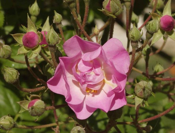 'Cherub' rose photo