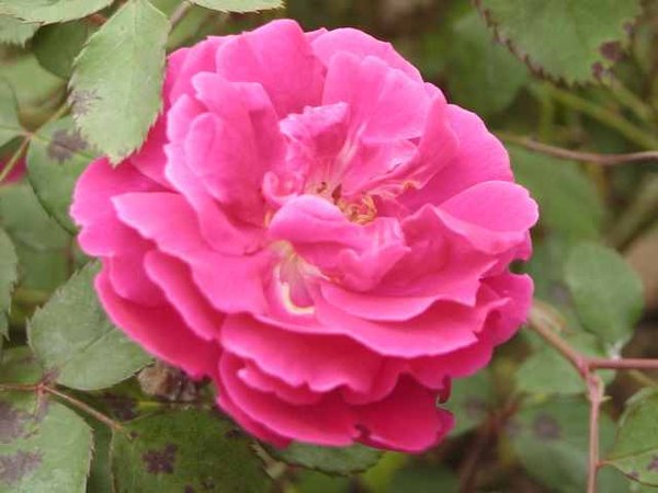'Edith Clark' rose photo