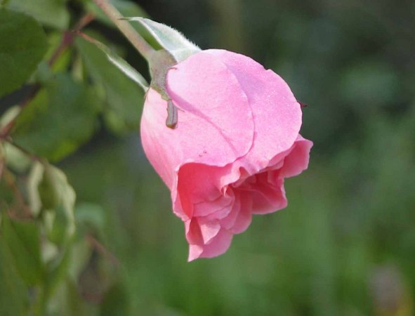'Glenara' rose photo