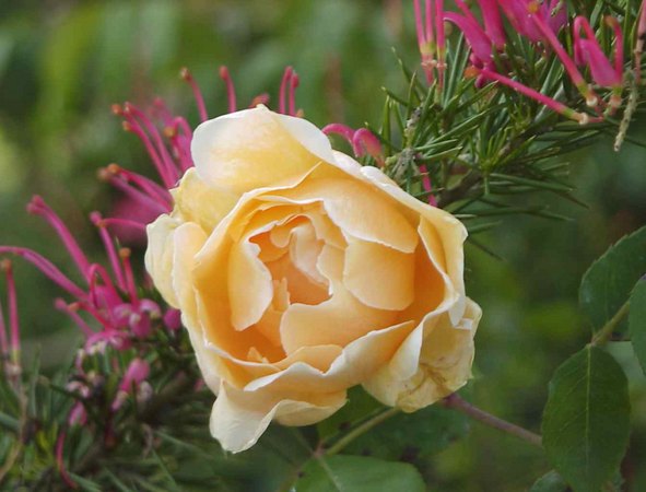 'Mrs. Hugh Dettmann' rose photo