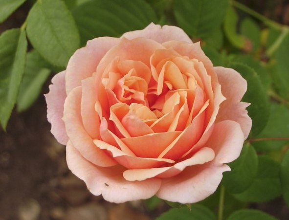 'Paul Bocuse ®' rose photo