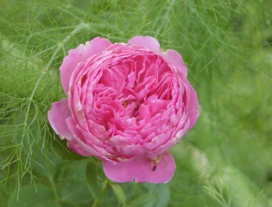 'Jardins de Viels Maisons ®' rose photo