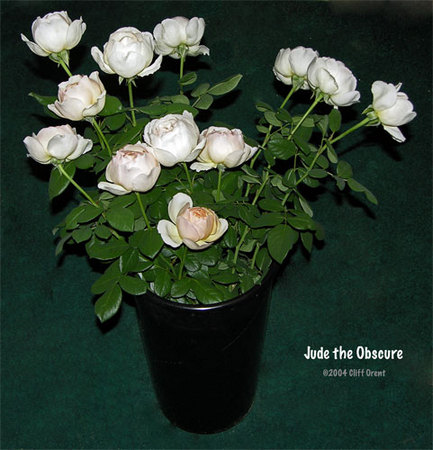 'Jude the Obscure' rose photo