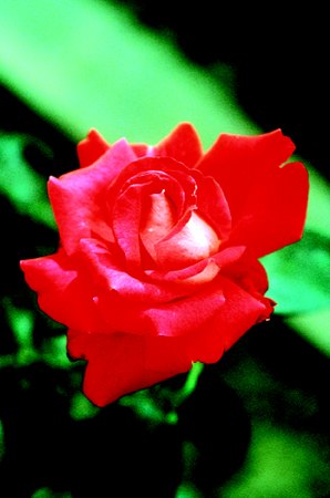 'City of Cardiff' rose photo