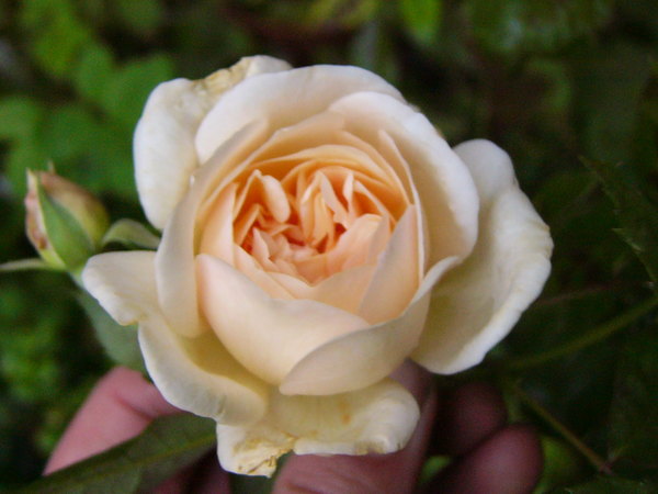 'Christobel' rose photo