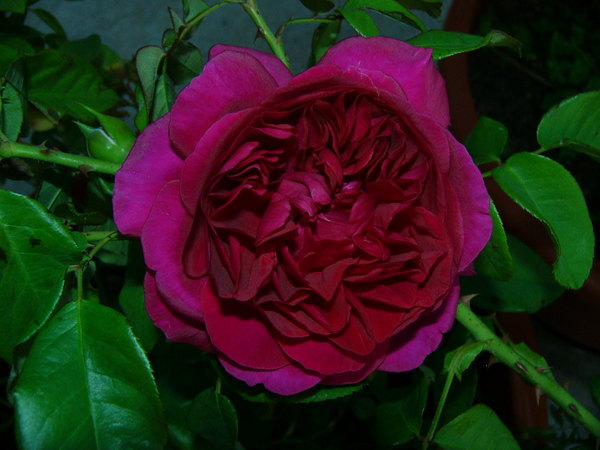 'The Dark Lady' rose photo