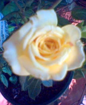 'Ko's Yellow' rose photo