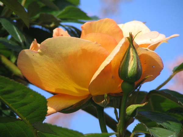 'Maigold' rose photo