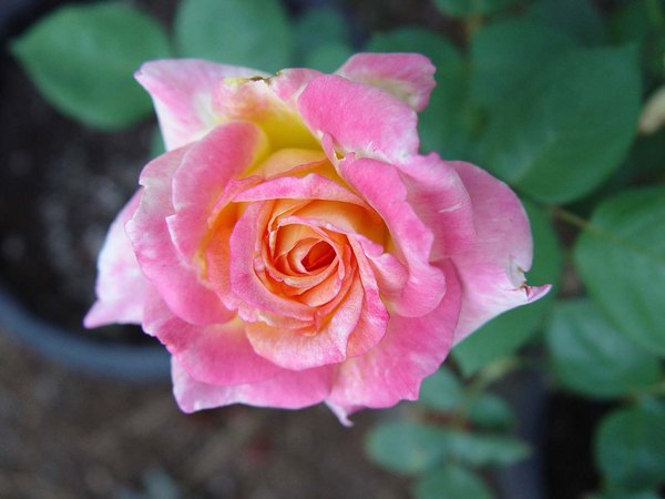 'Mr. Chips' rose photo