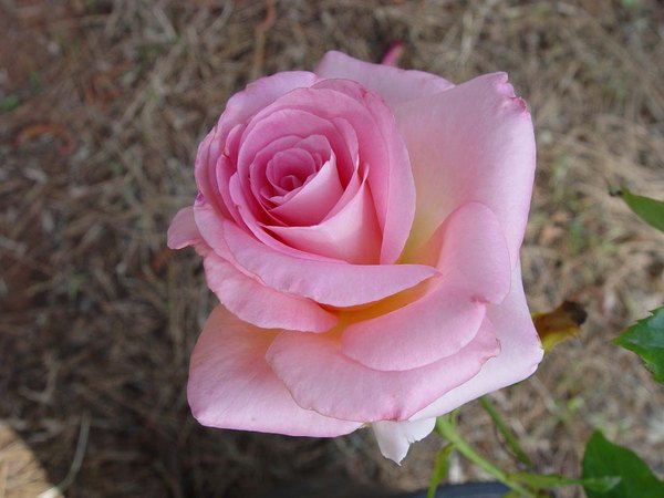 'Tickled Pink (hybrid tea, Schuurman, 1994)' rose photo