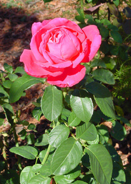 'Perfume Delight' rose photo