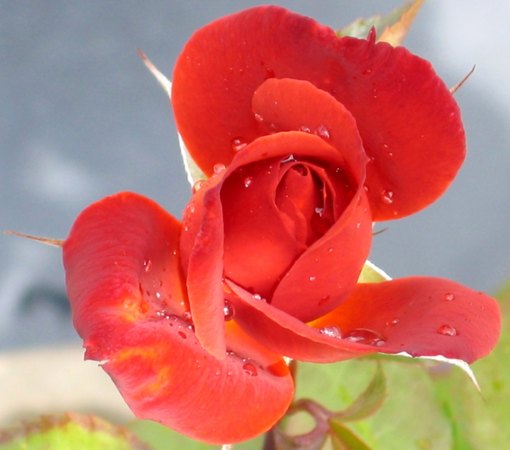 'Hot Cocoa ™ (Floribunda, Carruth 2001)' rose photo