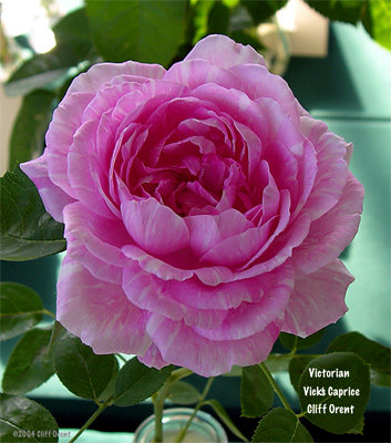 'Vick's Caprice' rose, click to enlarge 'Vick's Caprice' rose photo