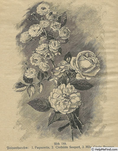 'Mademoiselle Cécile Brünner' rose photo