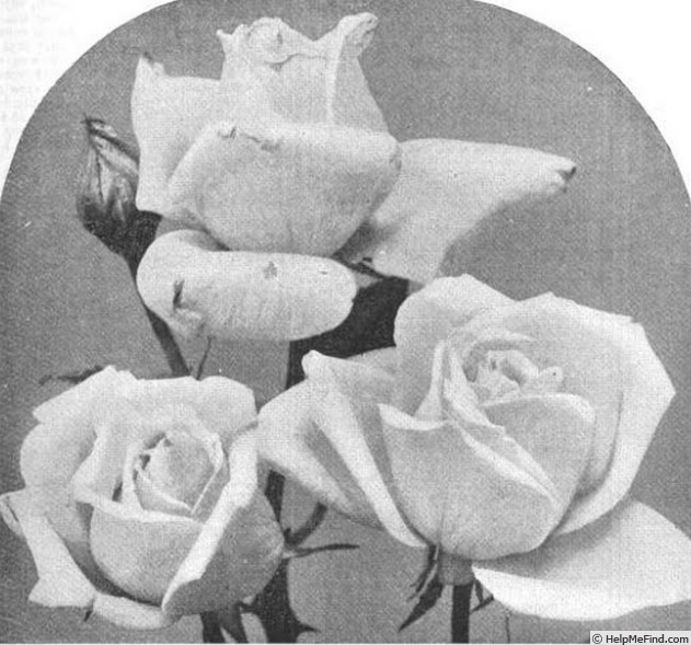 'Duchess of Portland (hybrid tea, Dickson, 1901)' rose photo