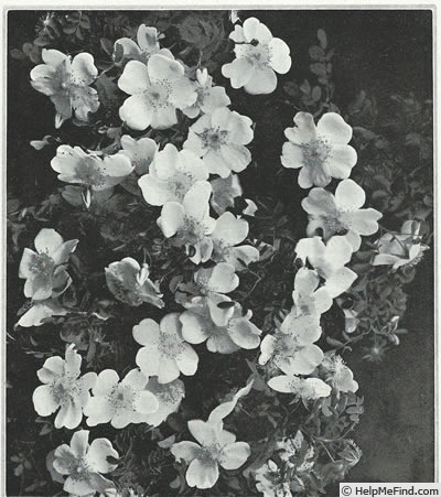'R. hispida' rose photo