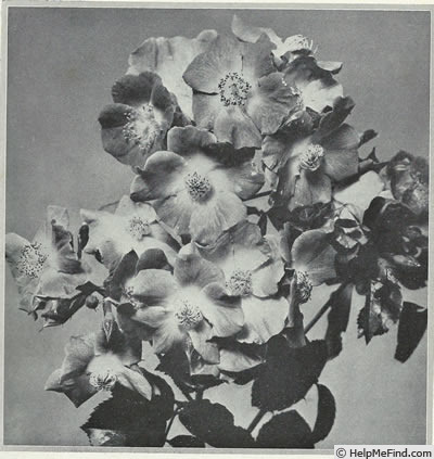 'American Pillar' rose photo