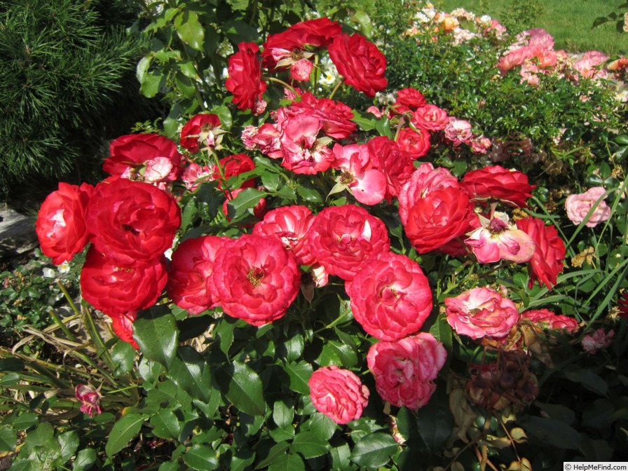 'Planten un Blomen ® (floribunda, Kordes 1999)' rose photo