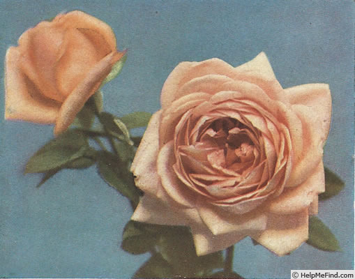 'Souvenir de George Beckwith' rose photo