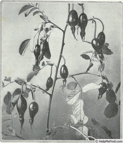 'R. pendulina' rose photo