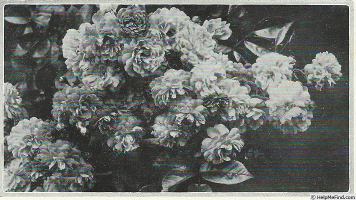 'Mosel' rose photo