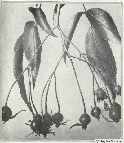 'R. moschata' rose photo