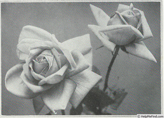 'Gorgeous (hybrid tea, Dickson, 1915)' rose photo