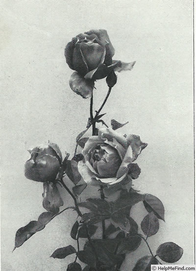 'Grossherzog Friedrich von Baden' rose photo