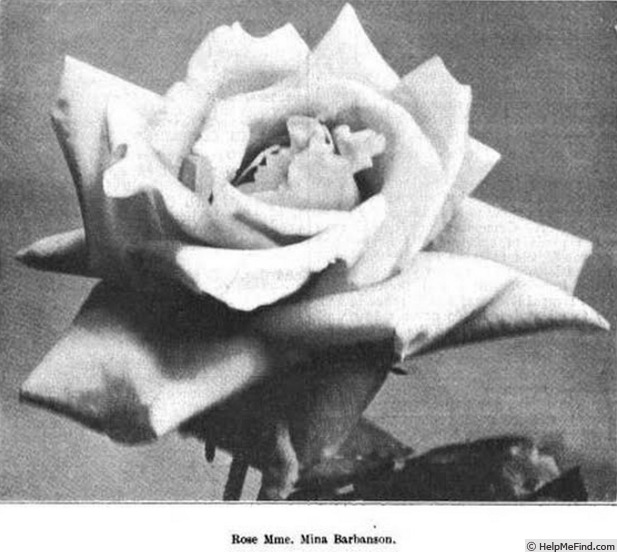 'Mina Barbanson' rose photo