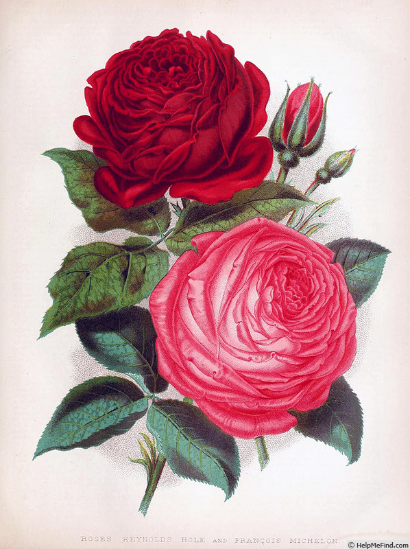 'Reynolds Hole (Hybrid Perpetual, Paul, 1872)' rose photo